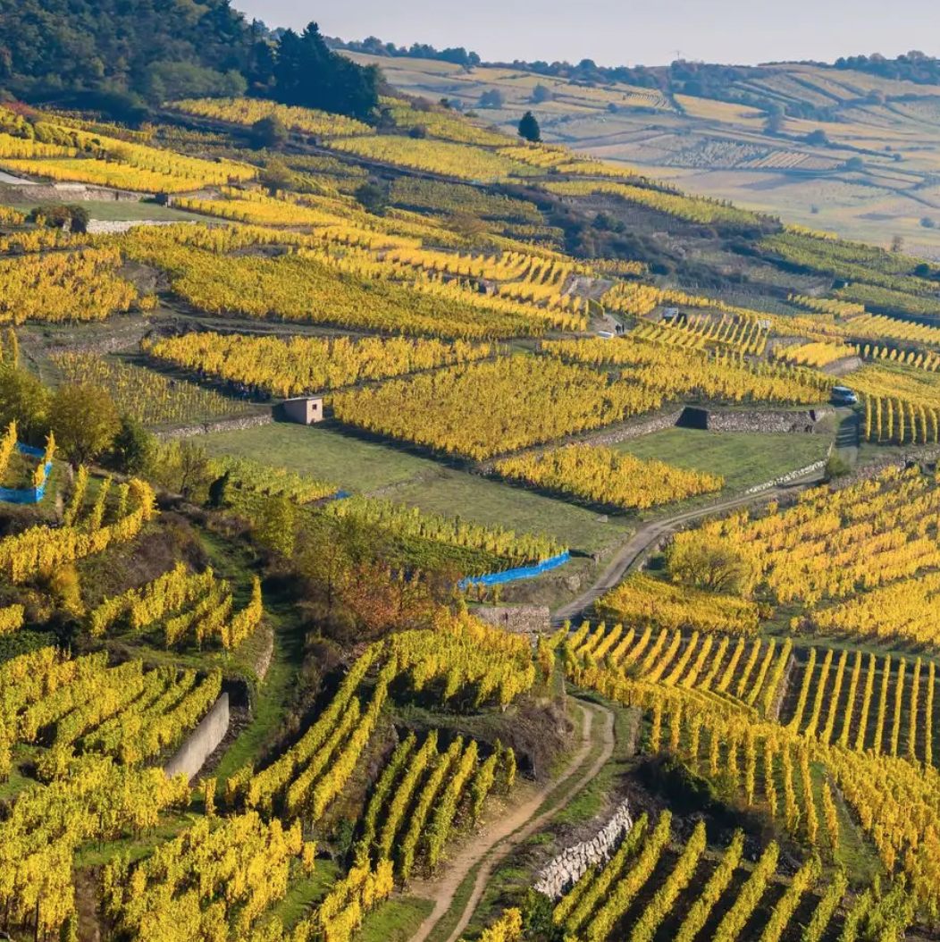 Die elsässischen Weinberge der Essigrie des Gourmets